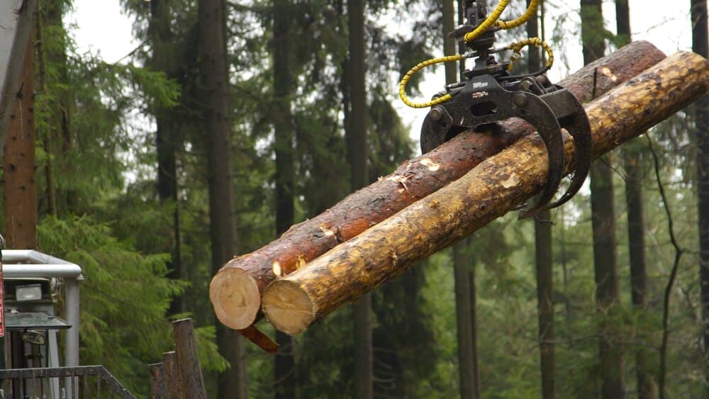 CLOSE UP DOF Harvesting and putting delimbed cut logs and tree trunks on log loader in dense lush green woods in the wilderness.