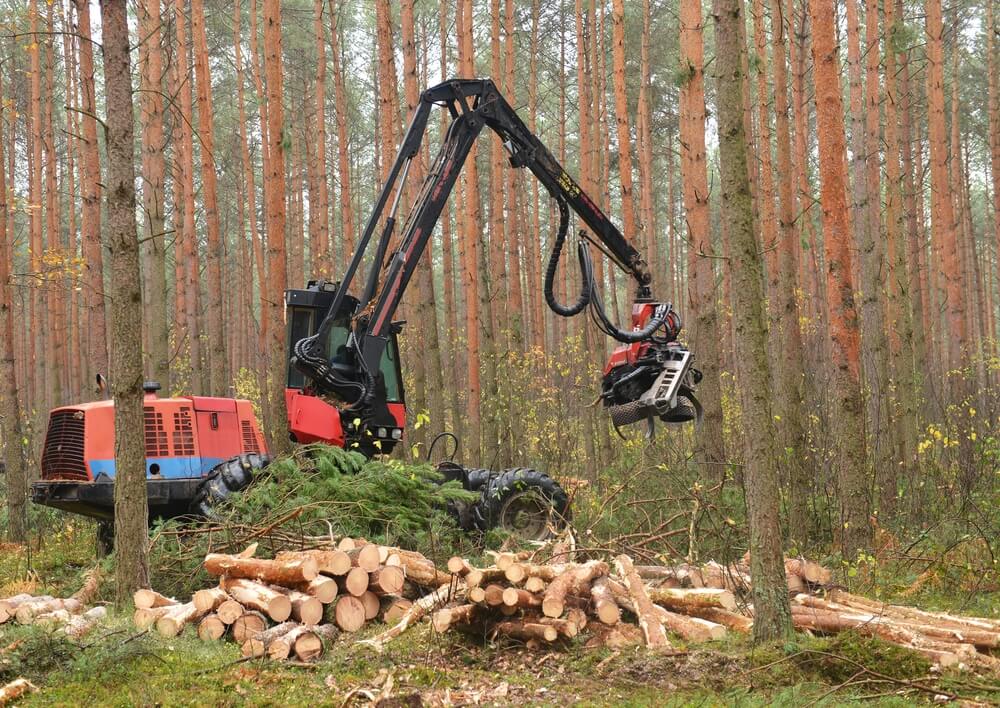 Forestry heavy harvester chopping trees.