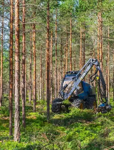 Forestry thinning with a harvester in a forest.