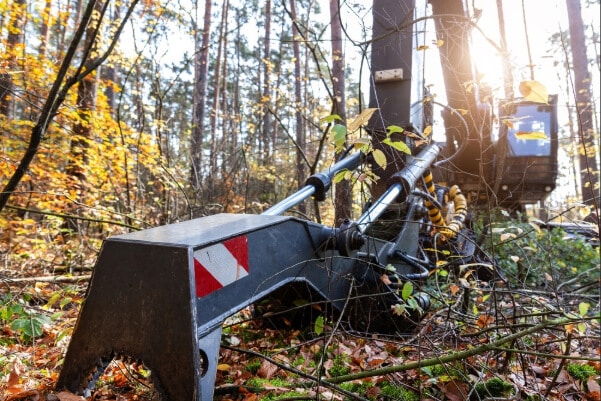 Forestry harvester grapple lies among autumn branches in sunlit woodland.