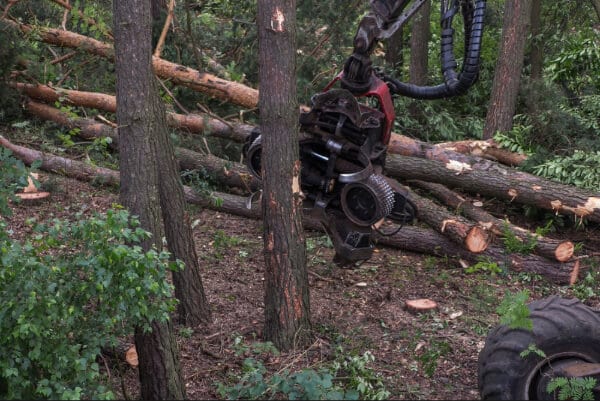 Forestry harvester during a job among trees in the forest.
