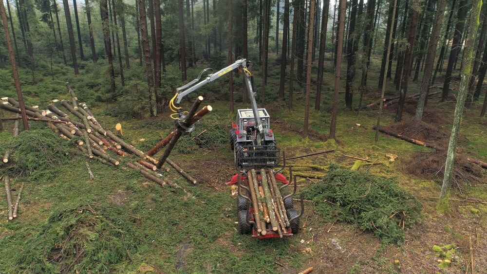Flying above logging truck putting pile of delimbed cut logs and tree trunks on stacked tractor in dense overgrown forest.