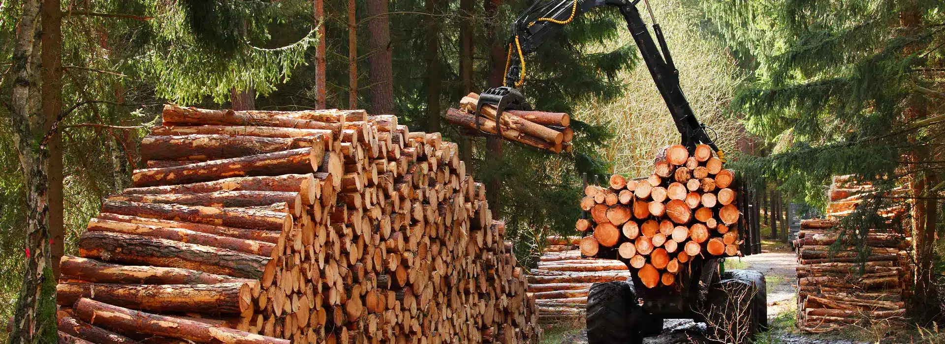 Lumberjack with modern harvester working in a forest.