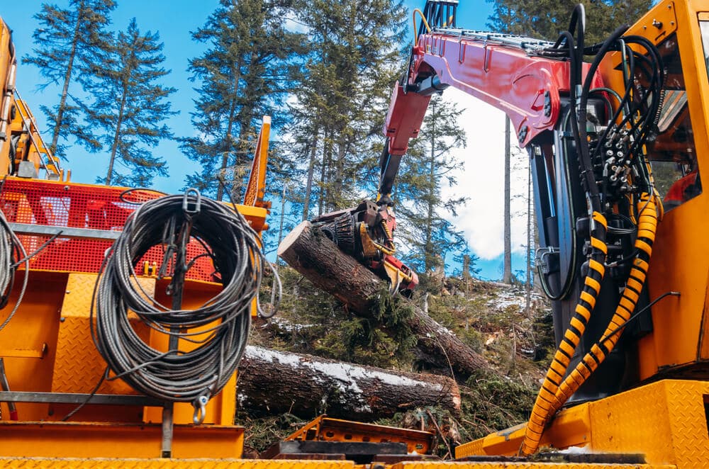 Woodcutter saws tree harvester working in forest.