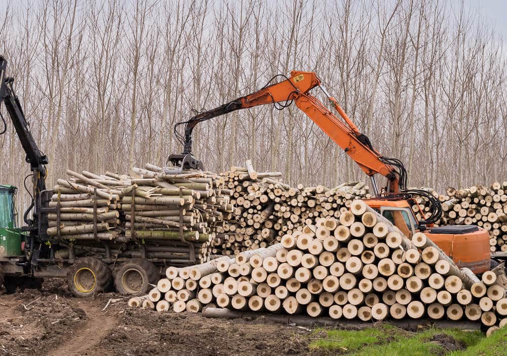 Cutting of poplars, crane log and woodpiles.